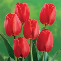 Tulip Bulbs Assorted Colors (Pack of 2 ) 