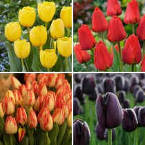 Tulip Bulbs Assorted Colors (Pack of 2 ) 