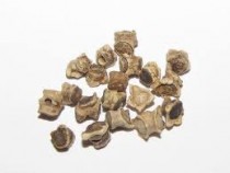 Beetroot (chakundar) seeds