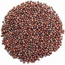 Broccoli seeds