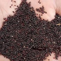 Red amaranthus (lal cholai) seeds