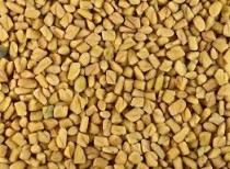 Fenugreek (Methi) seeds 100+ seeds