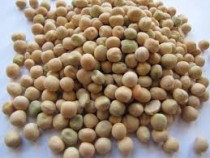 Peas (matar) 40+ seeds