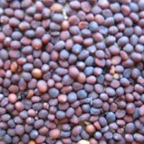 Turnips (Salgam) seeds