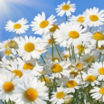 Daisy Mix  Seeds