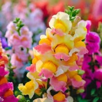 Antirrhinum Mix Flowers seeds