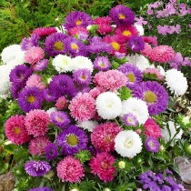 Aster mix Flowers seeds