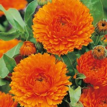 Calendula flower 30+ seeds