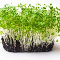 Turnip Microgreen seeds  25 grams 