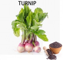 Turnip Microgreen seeds  25 grams 