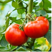 Arka samrat Tomato Seeds