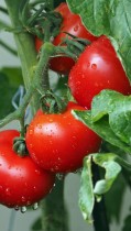 Arka samrat Tomato Seeds