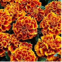 French Marigold Seeds