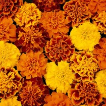 French Marigold Seeds