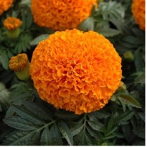 Marigold Giant Orange Seeds