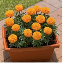 Marigold Giant Orange Seeds