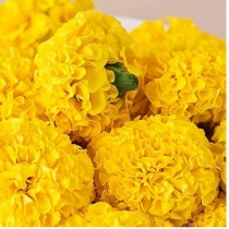 Marigold Goldspot Seeds