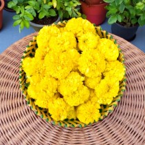 Marigold Goldspot Seeds