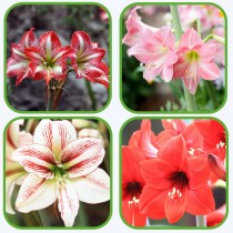 Amaryllis Bulbs Assorted Color 1 Pcs