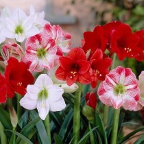 Amaryllis Bulbs Assorted Color 1 Pcs