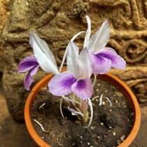 Kaempferia bulb 1 Pcs