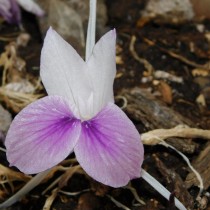 Kaempferia bulb 1 Pcs