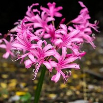 Nerine Lily Bulb Pink Color