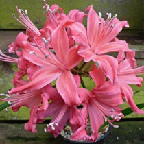 Nerine Lily Bulb Pink Color