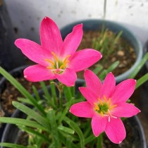 Rain Lilly Bulb Pink Color 1 pcs