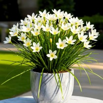 Rain Lilly Bulb White Color 1 pcs