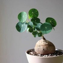 Stephania Bulb 1 Pcs