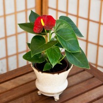 Anthurium (Any Color) - Plant