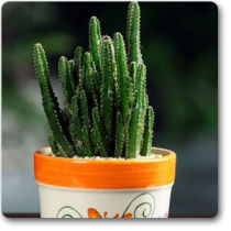 Cactus - Plant