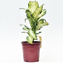 Dieffenbachia Mary - Plant