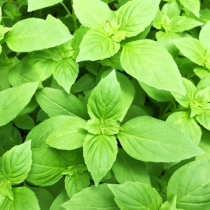 Lemon Basil Plant