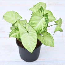 Syngonium variegated - Plant