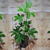 Schefflera - Plant