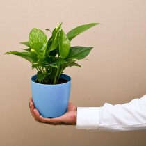 Money Plant