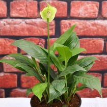 Peace Lily, Spathiphyllum - Plant