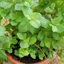 Pudina, Common mint - Plant