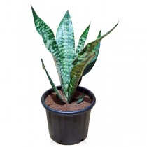 Snake Plant