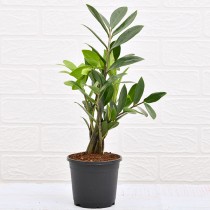 Zamiifolia Plant