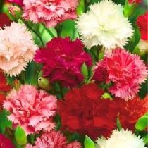 Carnation Flowers seeds