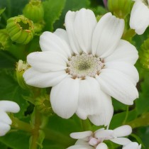 Cineraria white Flower 100+ seeds