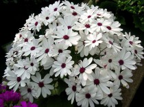 Cineraria white Flower 100+ seeds