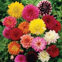 Dahlia Flower 20+ seeds