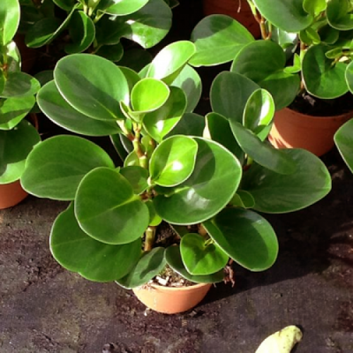 Obtusifolia peperomia Watermelon Peperomia